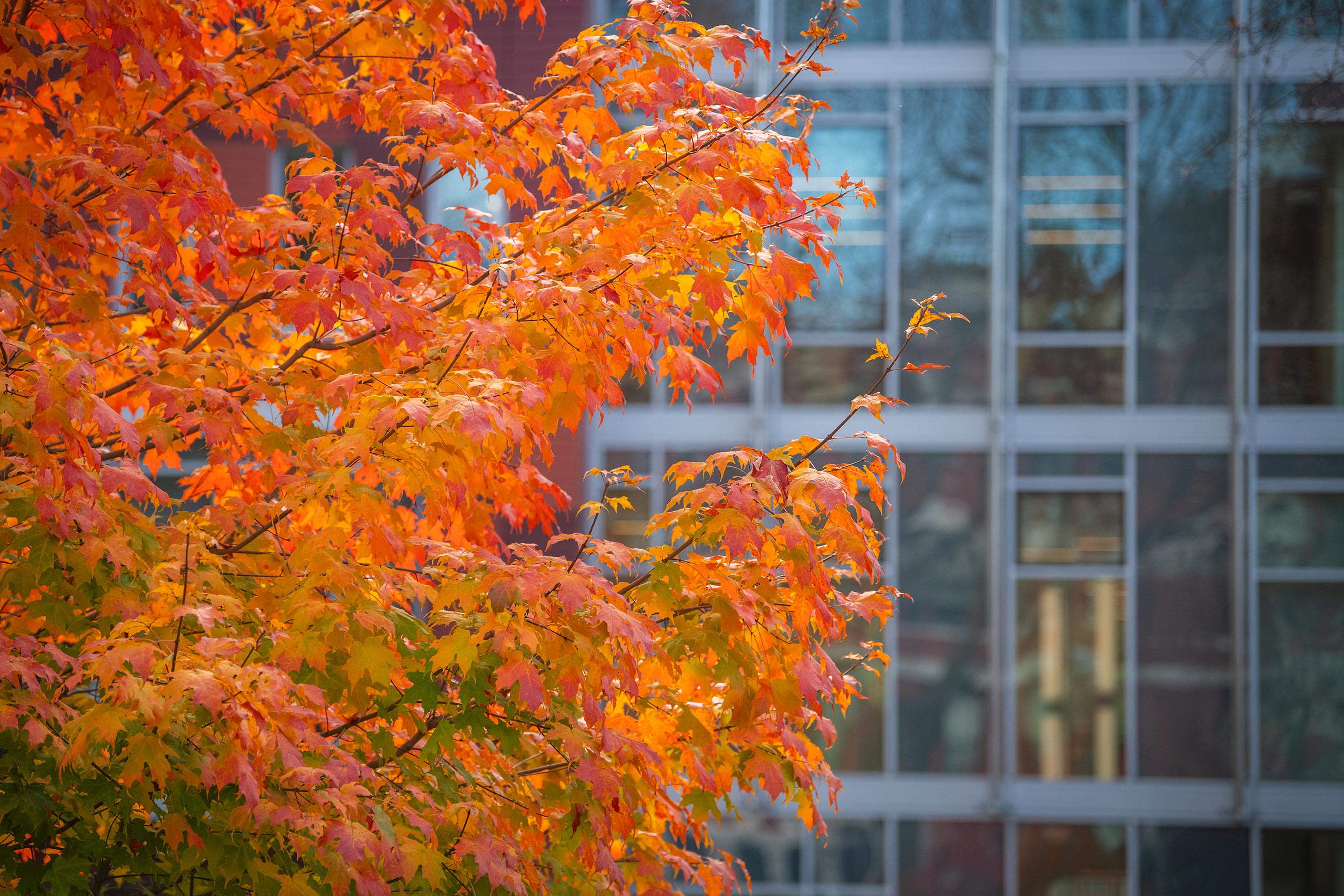 A multihued tree branch with shades of bright orange and red, Clark University campus