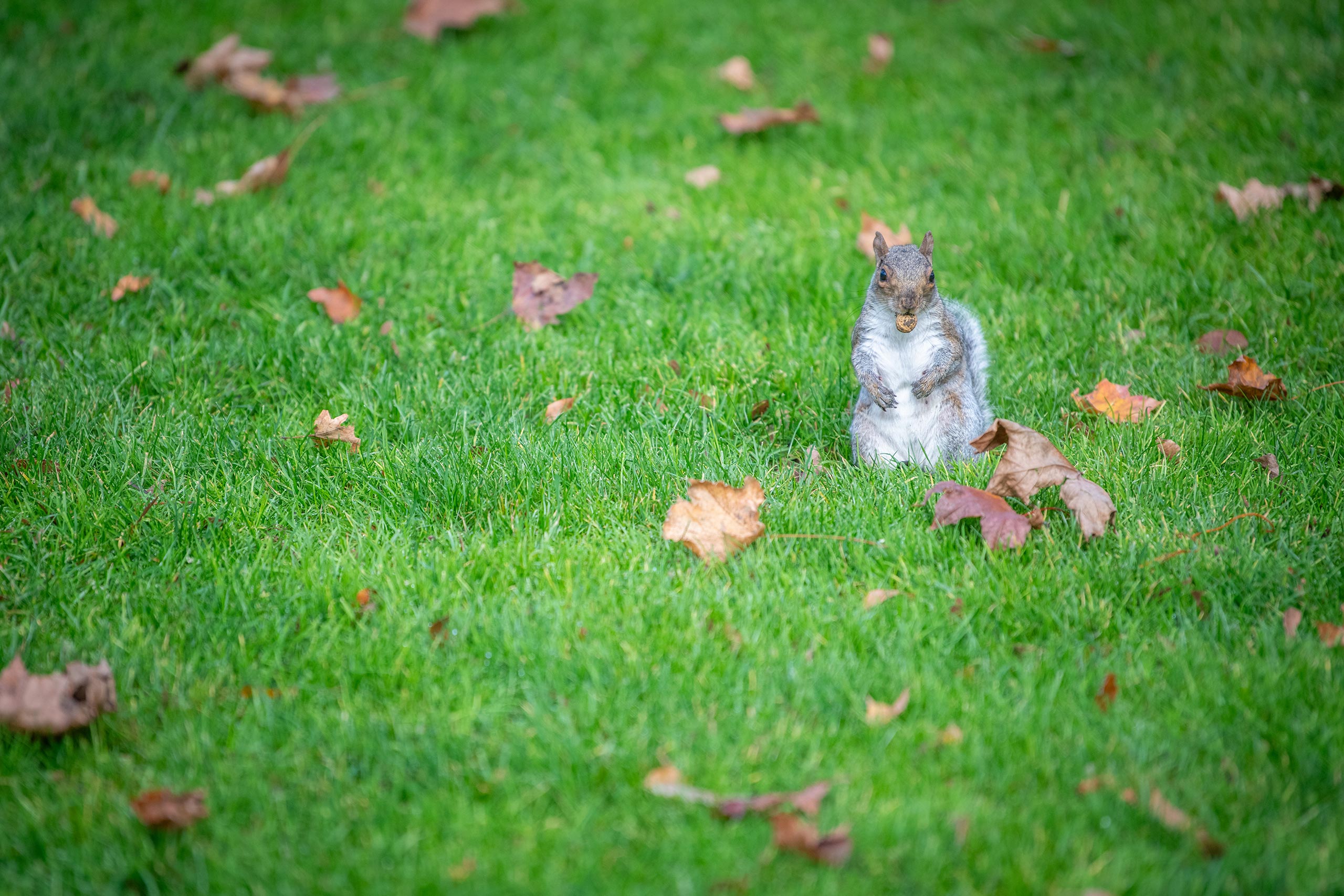 A squirrel in the grass, beside fall leaves, Clark University campus