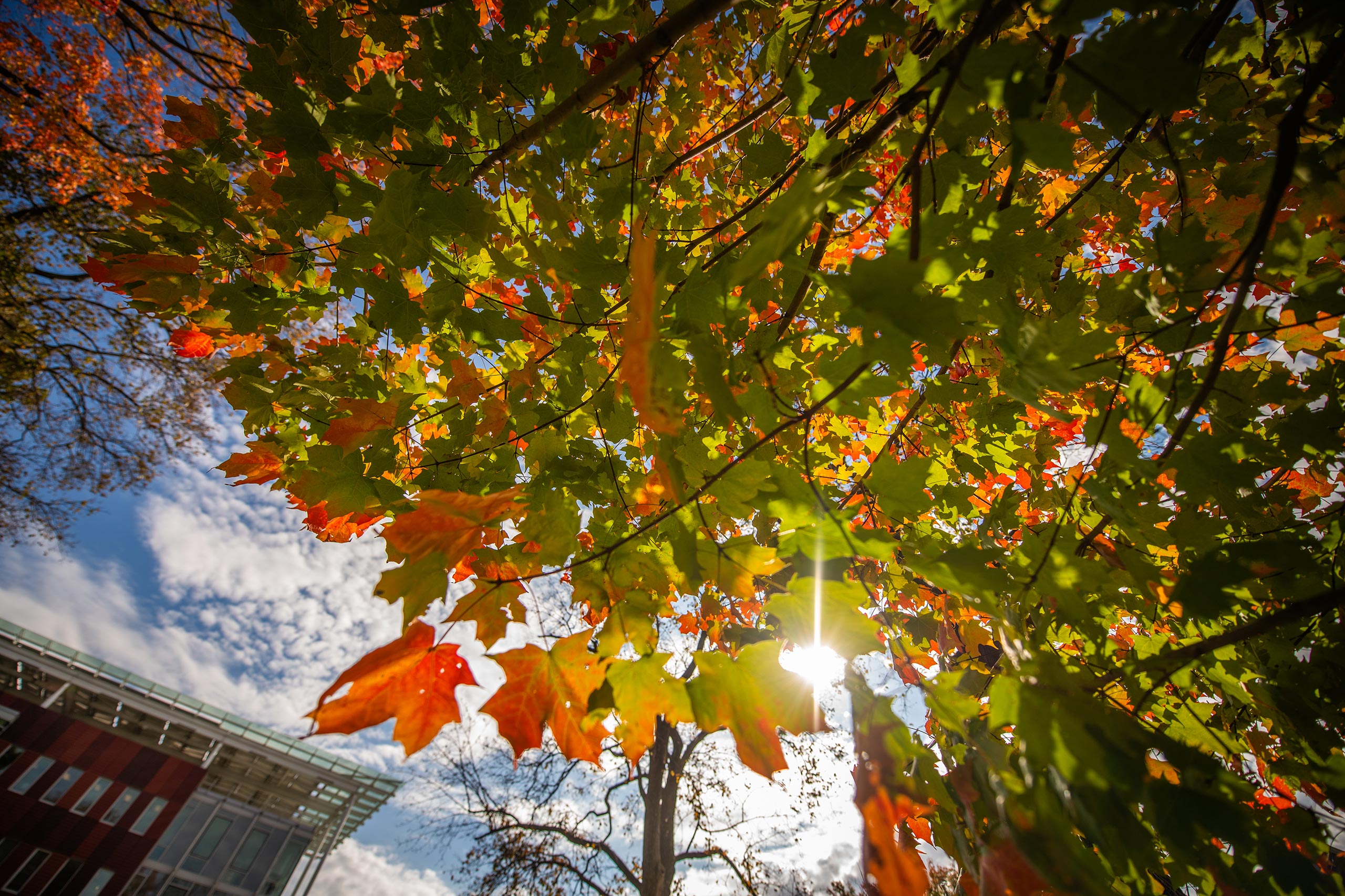 Fall foliage on the Clark University campus seen from the perspective of the ground with sunlight illuminating the trees