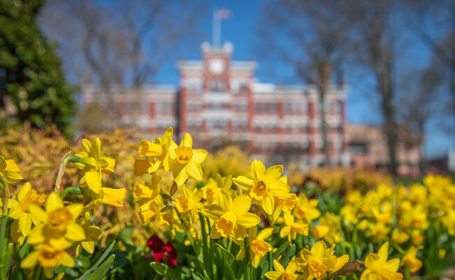 Daffodils in front of Jonas Clark Hall