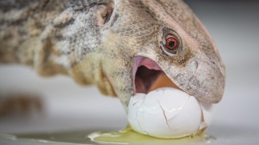 reptile eats egg