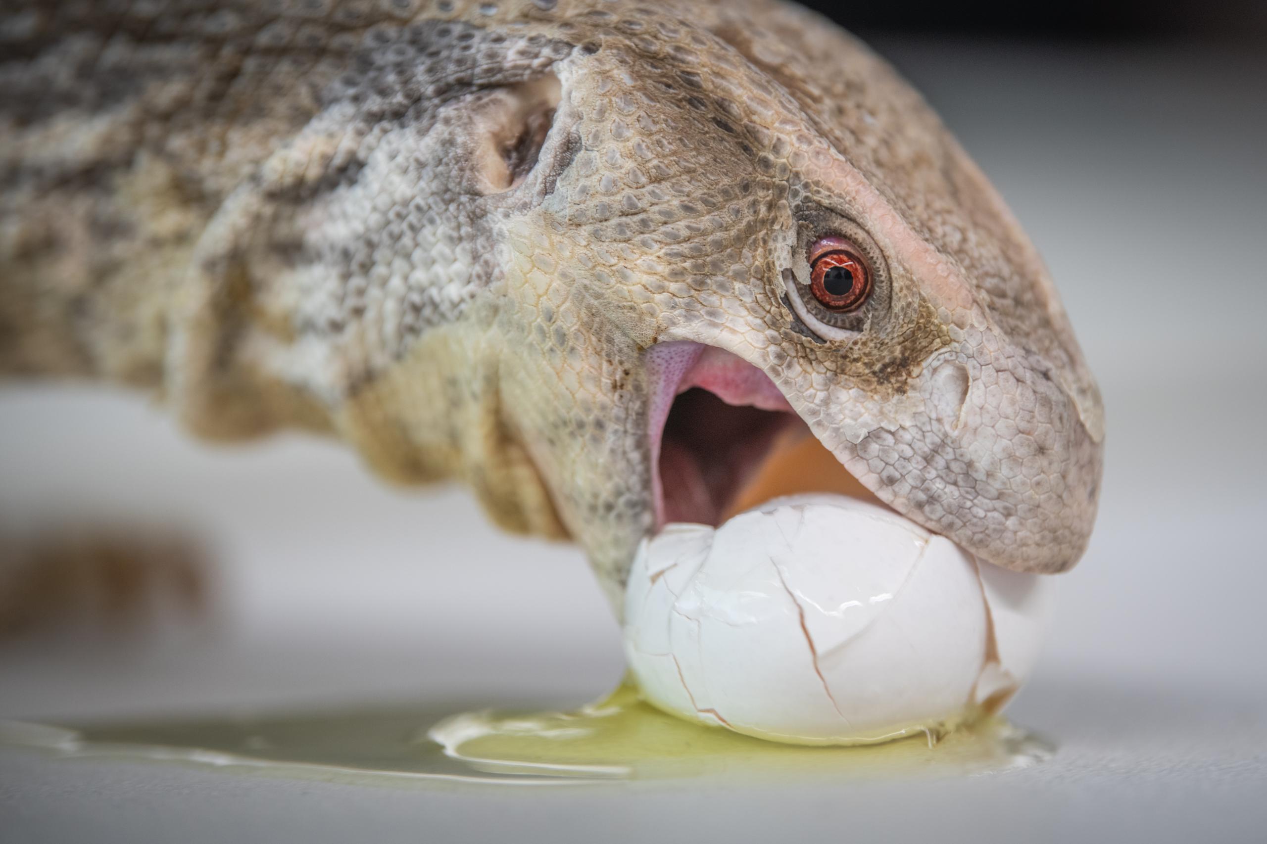 reptile eats egg