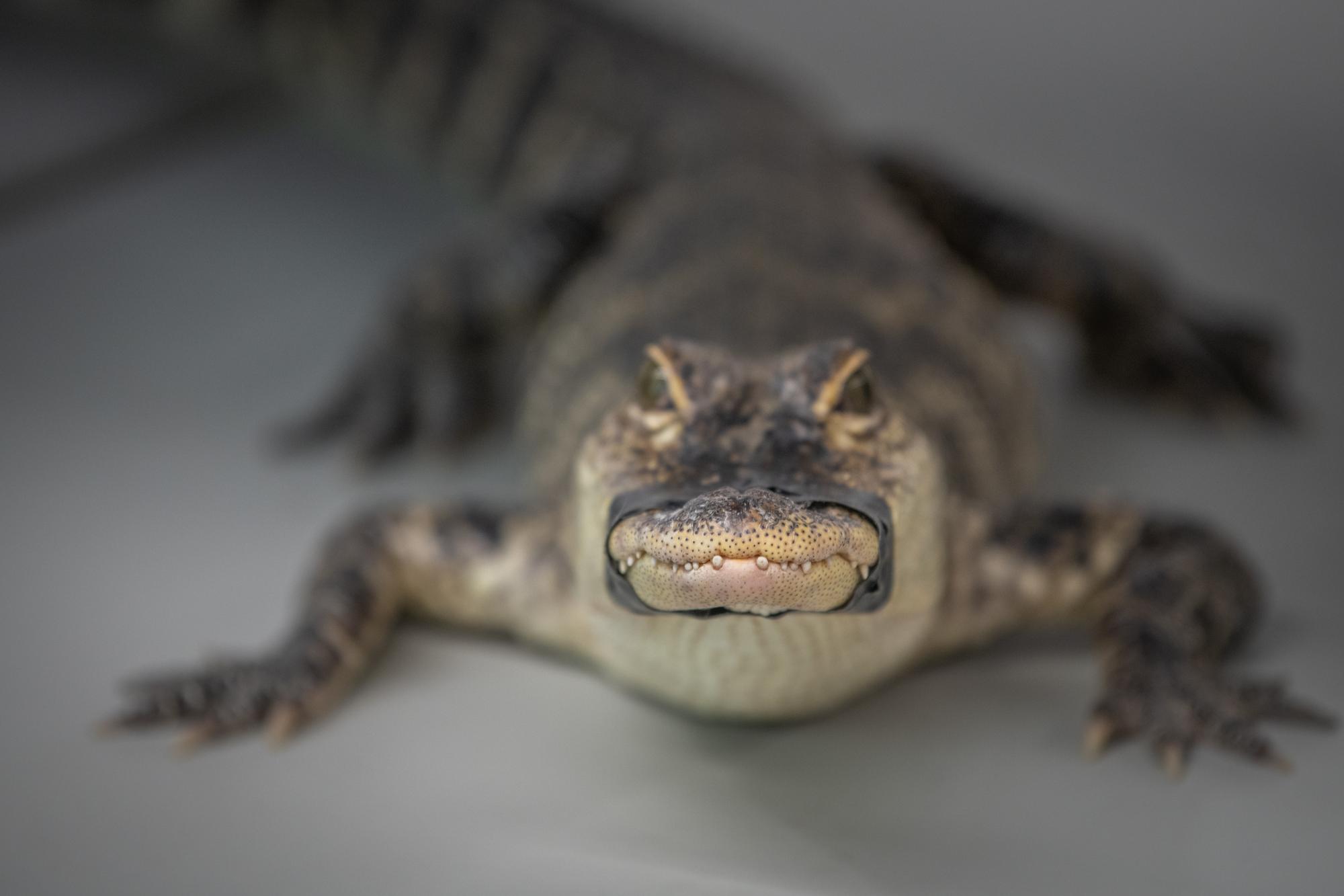 small alligator