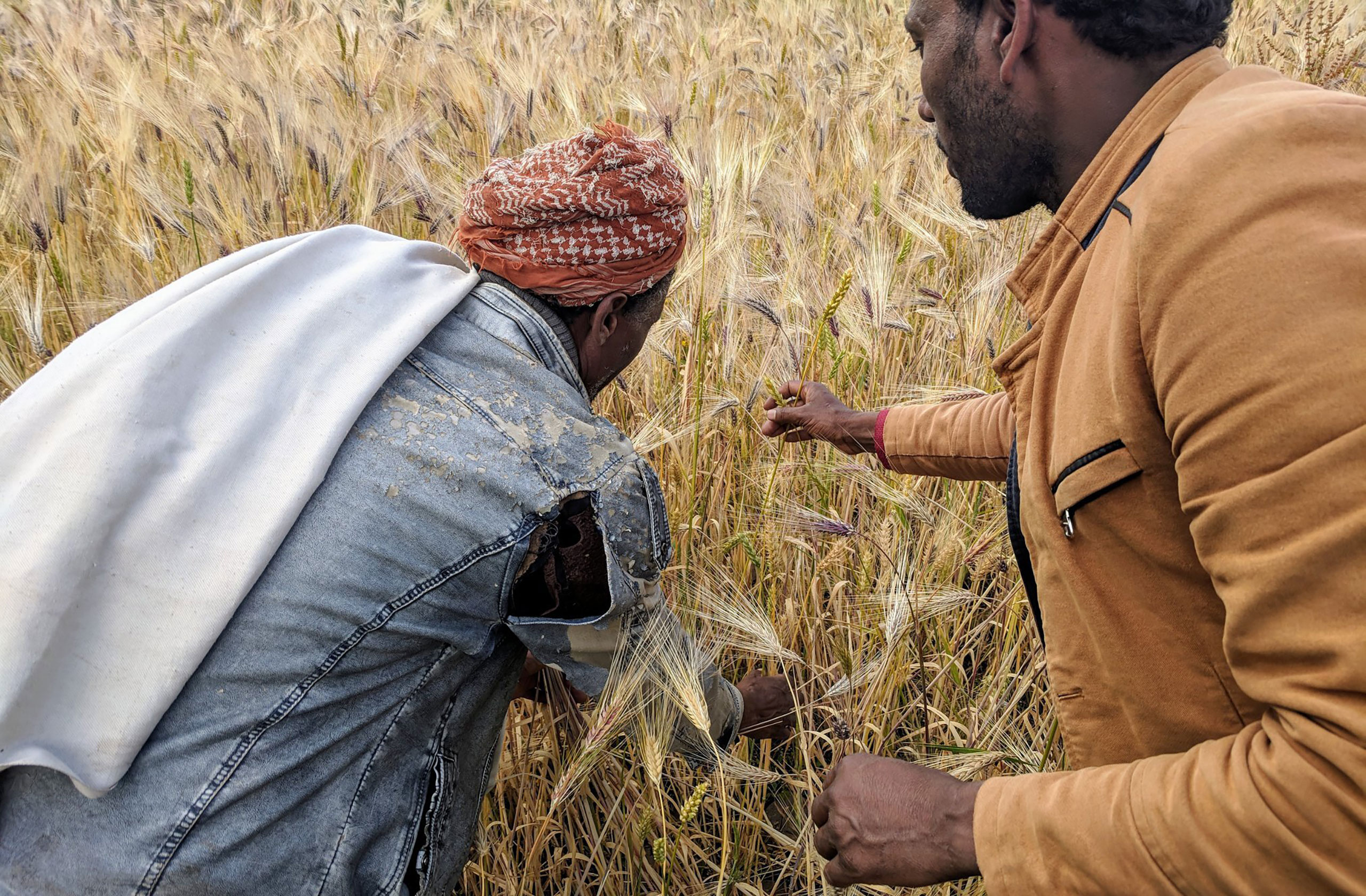 Farmer Hasan Abagaz and researcher Seid Hassen examine a traditional mixture of wheat and barley in Kutabir District, South Wollo, Ethiopia