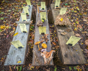 Labelled fungi displayed along planks on the forest floor.