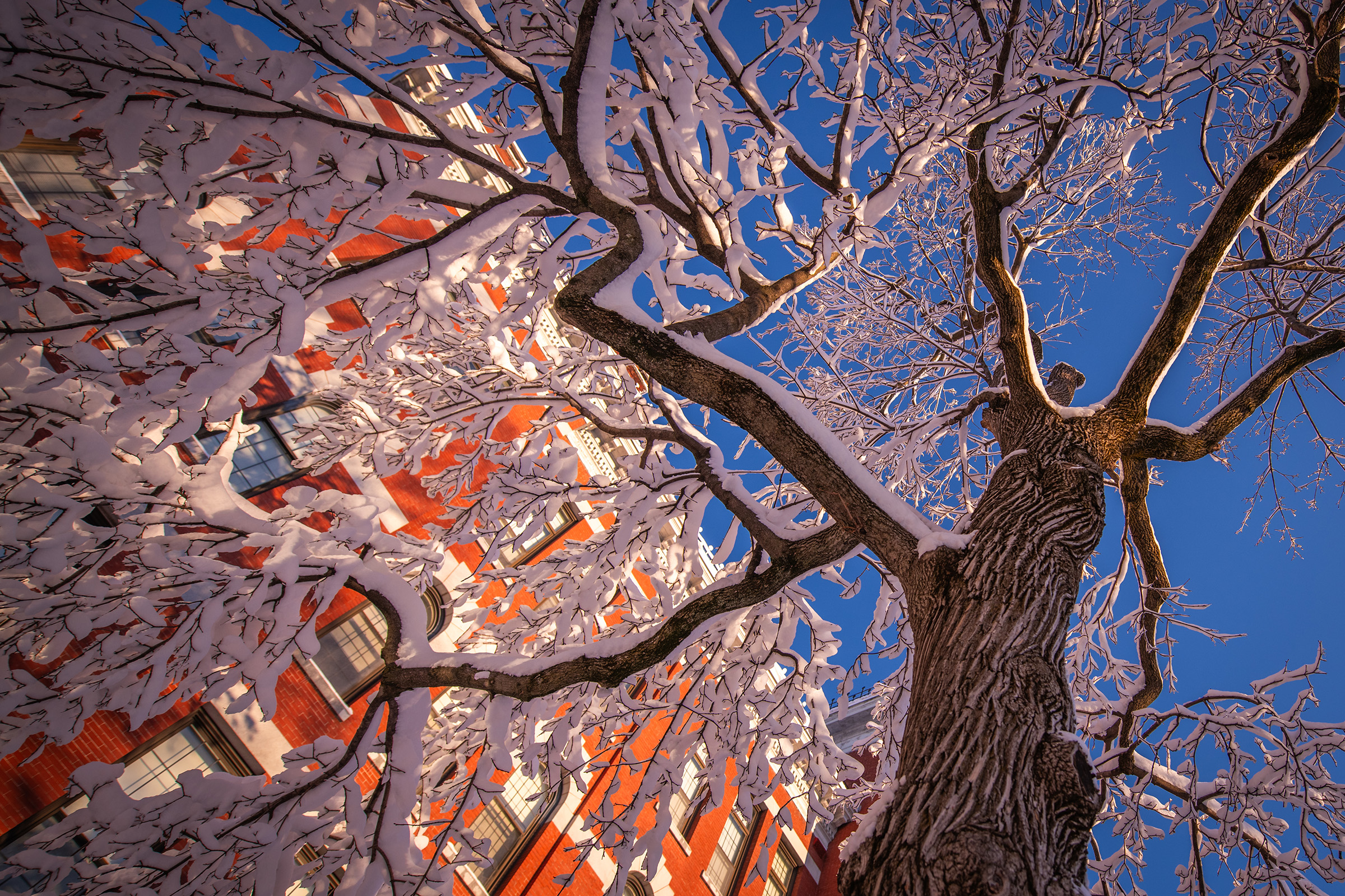 Snow on a tree at Clark University