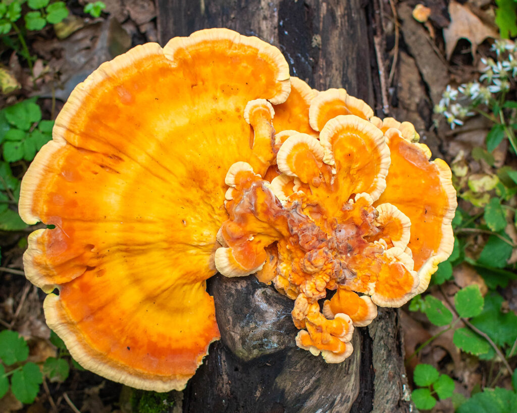 A bright orange fungus growing on wood