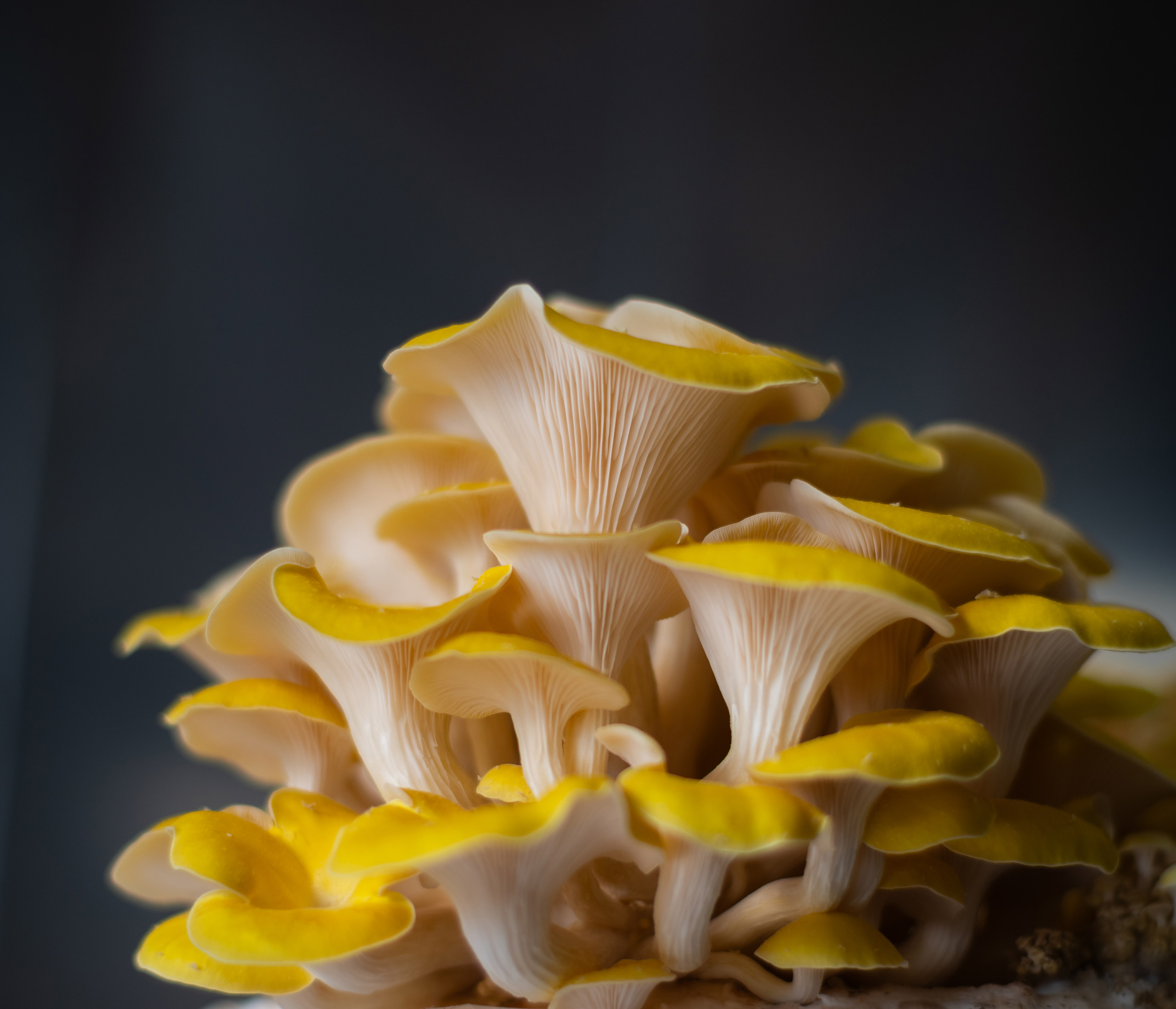 A close-up view of a yellow, trumpet shaped fungus