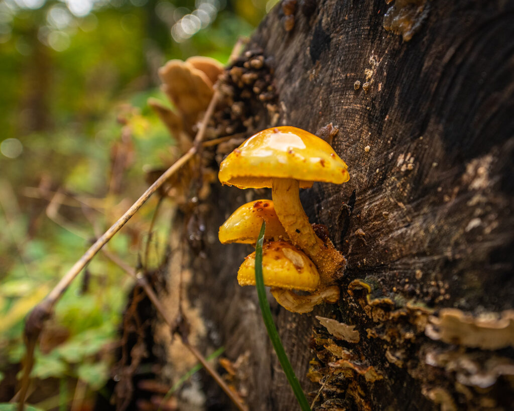 Three mushrooms growing on a tree stump