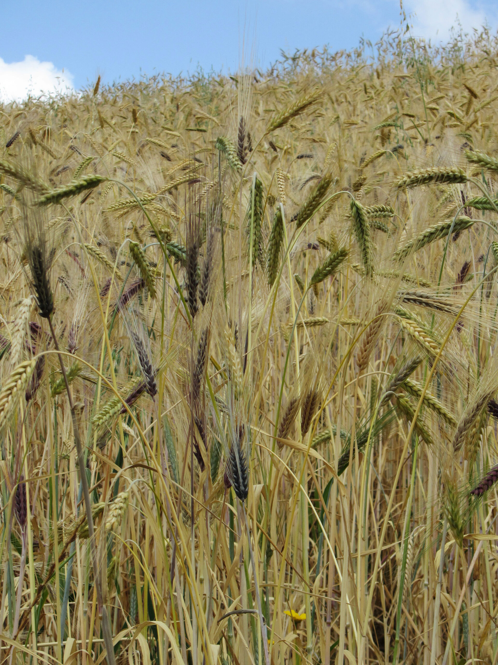 Grains growing in a field in the Wollo region of Ethiopia