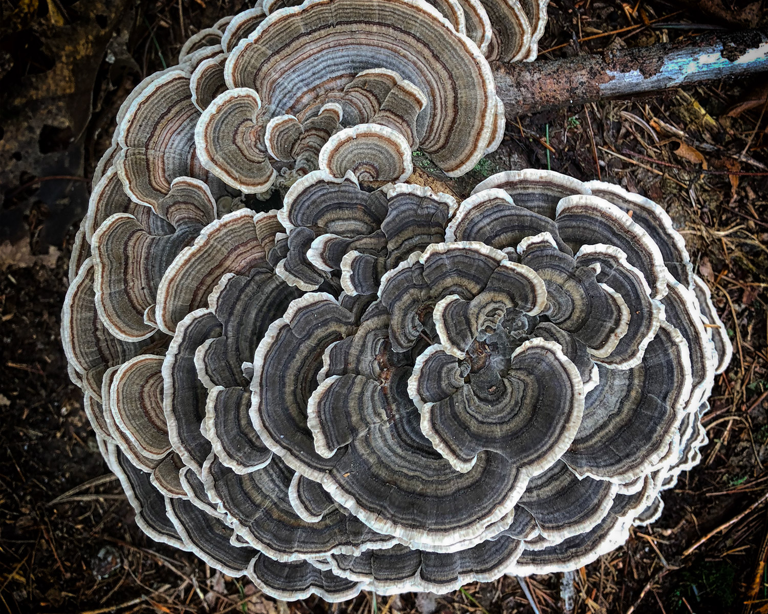 A brown and white fungus growing on a woodland floor in spiraled layers