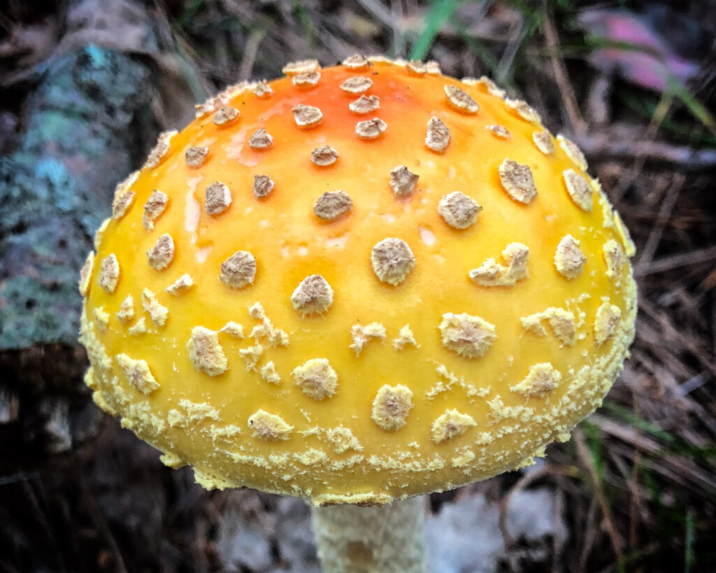 Close-up of a mushroom cap with raised spots