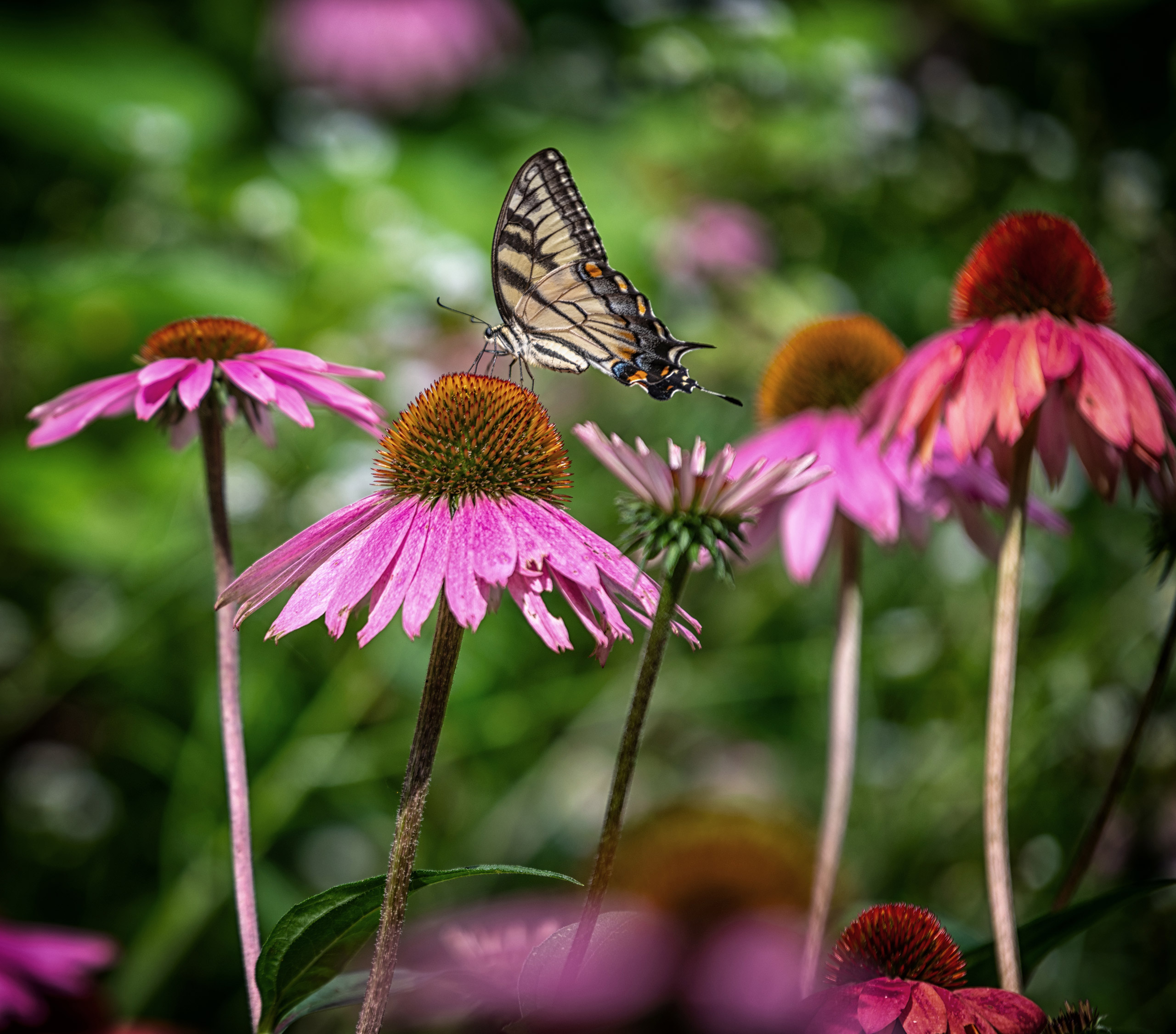 Echinacea, purple coneflower, blossoms with a butterfly alighting on the center stigma