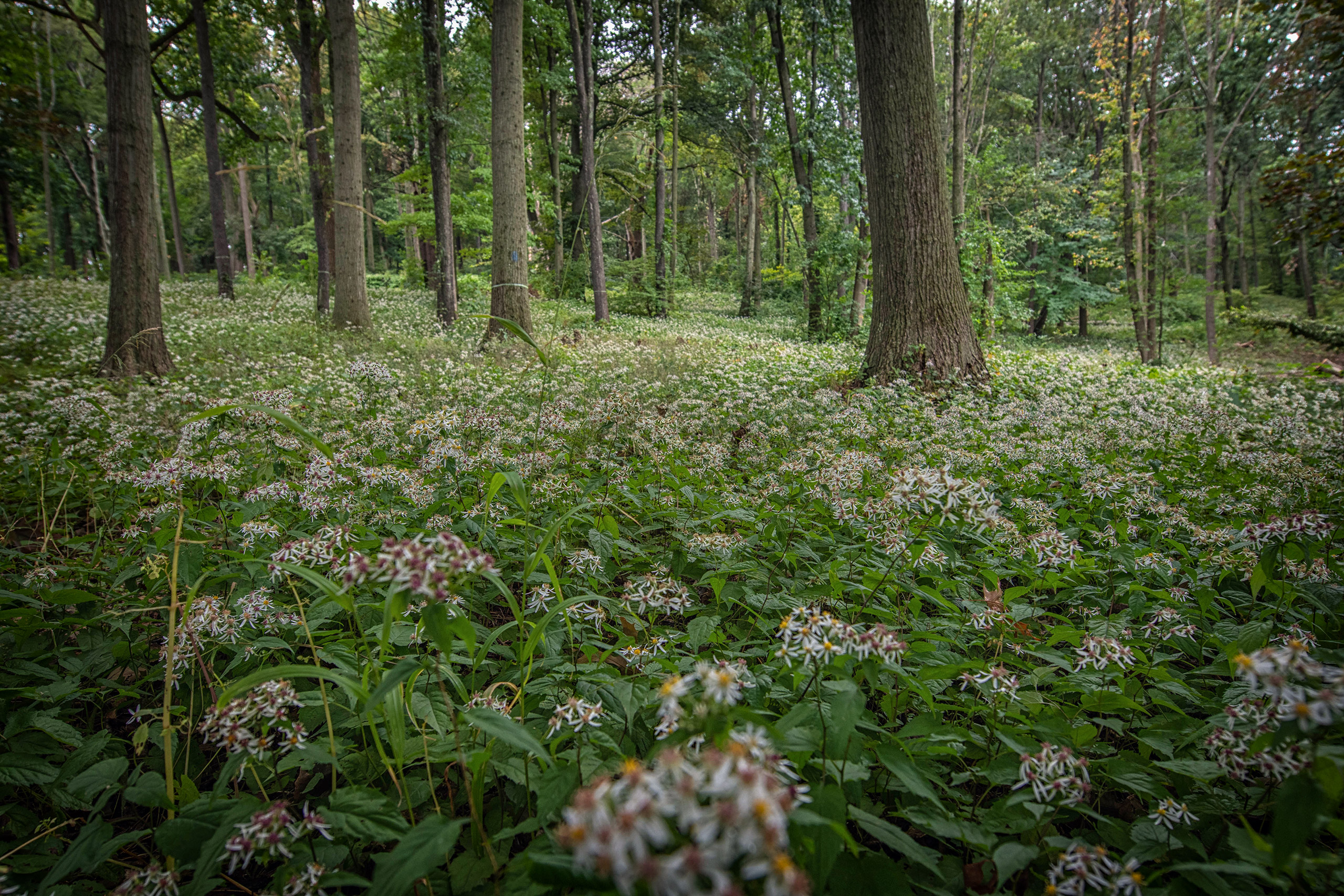 A grove of White Wood Aster in the Hadwen Arboretum