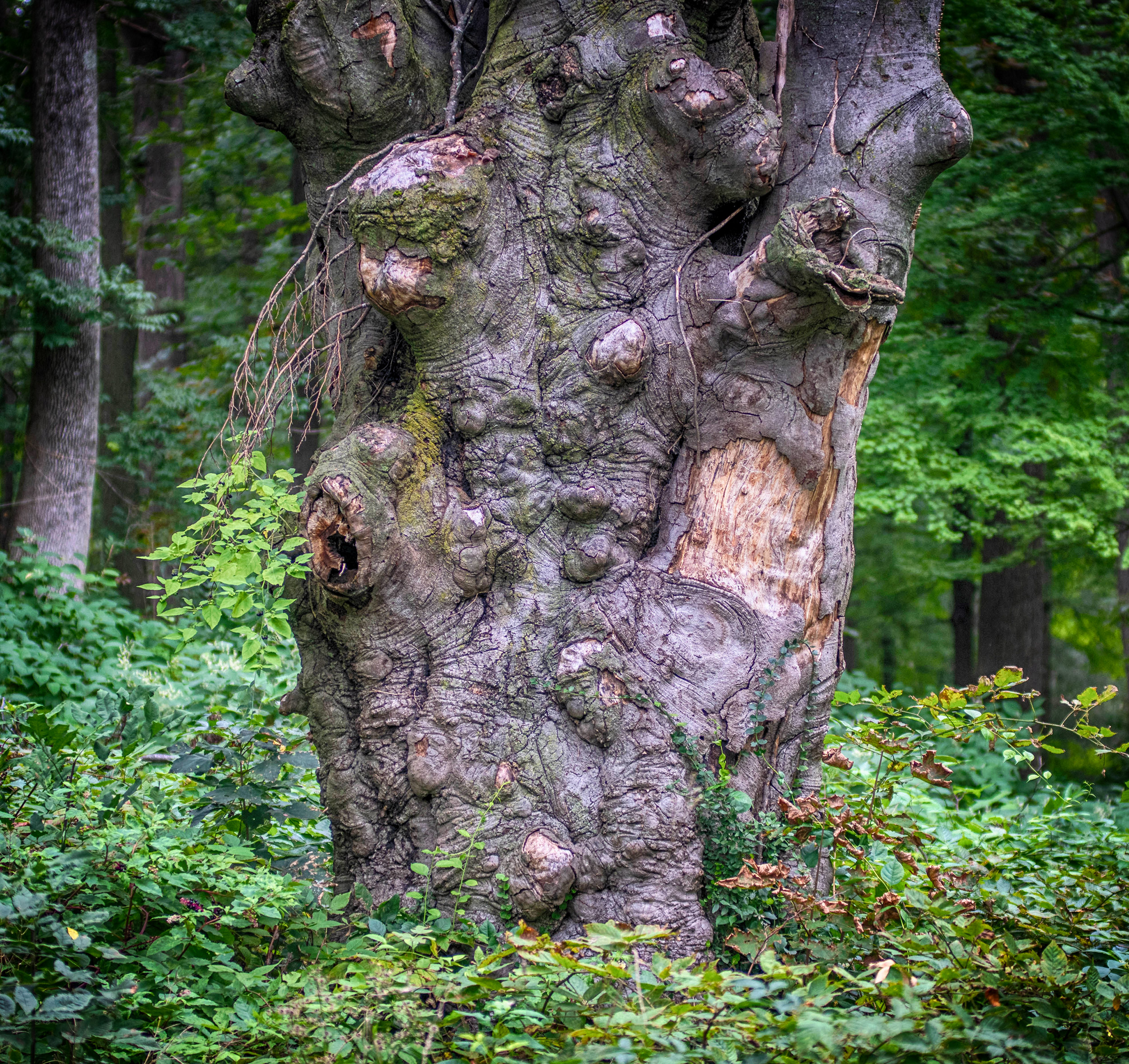 Tree trunk in the Hadwen Arboretum with gnarled bark exposing the tree underneath in places