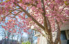 Flowering tree in front of Goddard Library at Clark University