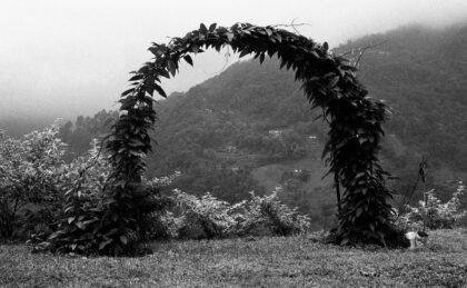 a leafy arch on mountainside