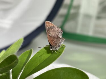 frosted elfin butterfly