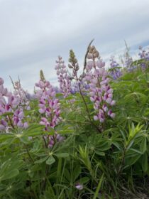 purple lupine flowers